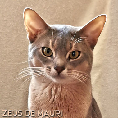 Zeus